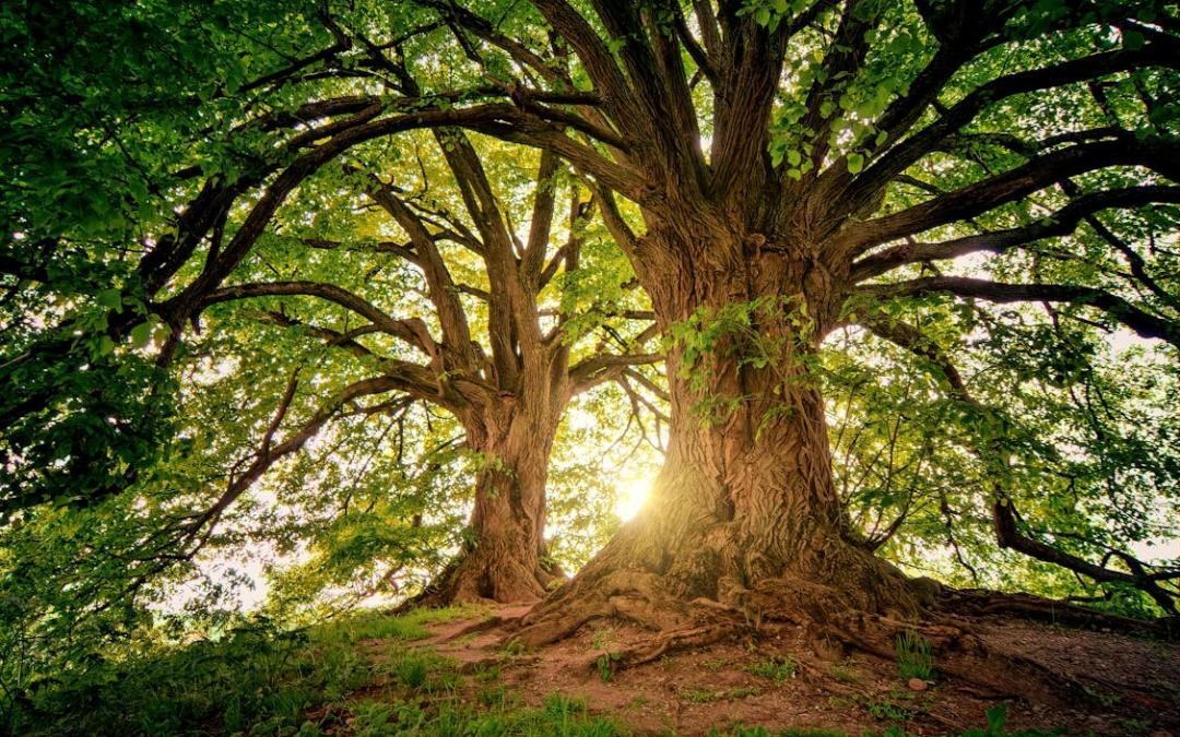 A Gift To Your Family And The Environment: Green Burial