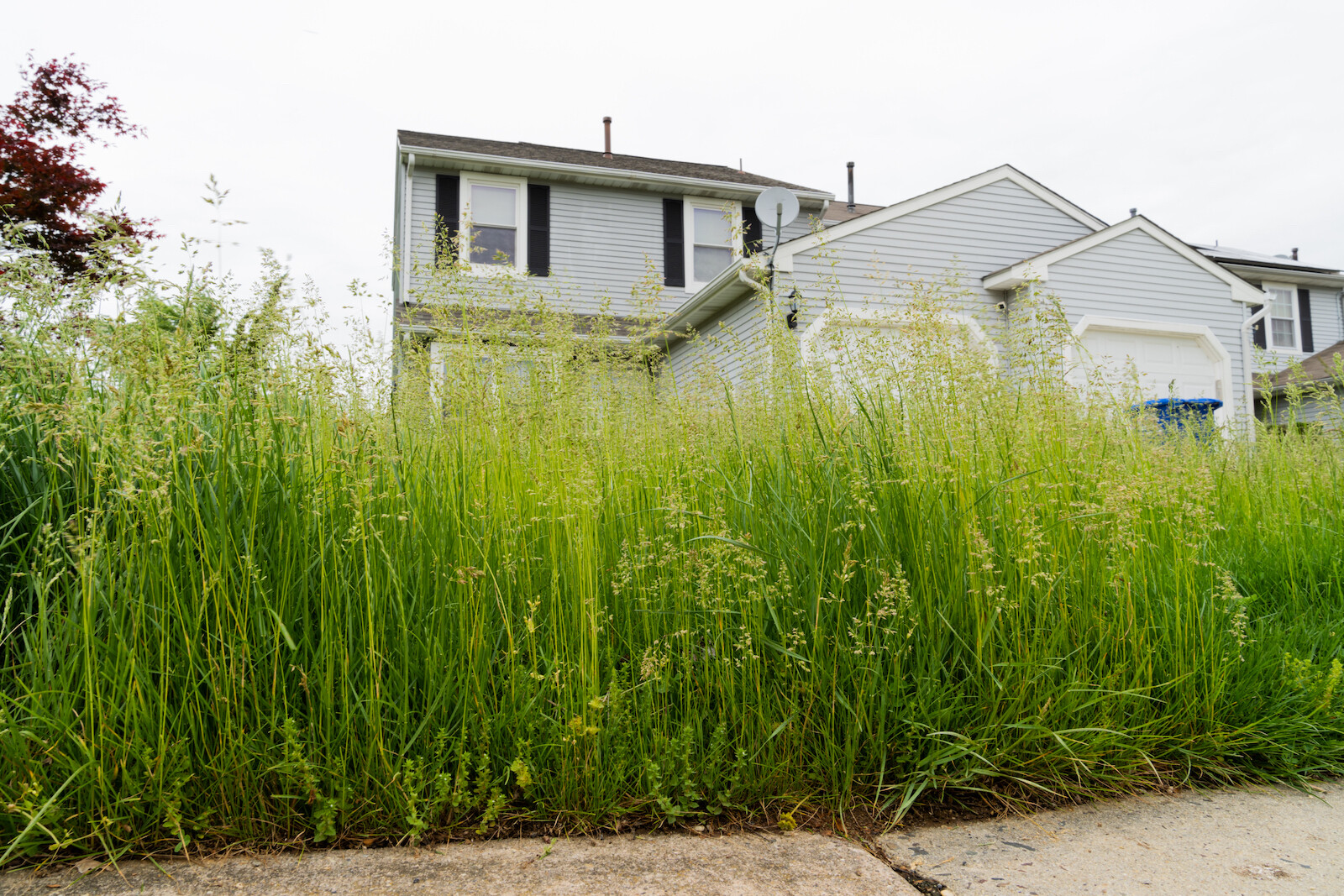 Very Tall Grass of Vacant Abandoned Town Home